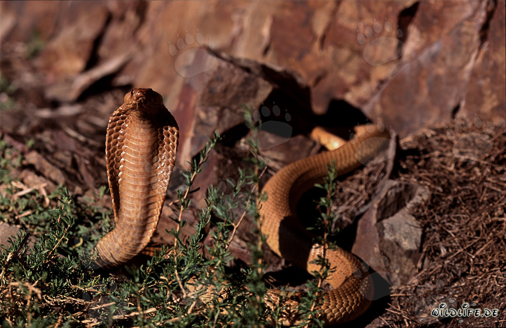 Kapkobra - Die gefährliche Schönheit der Naturschlange