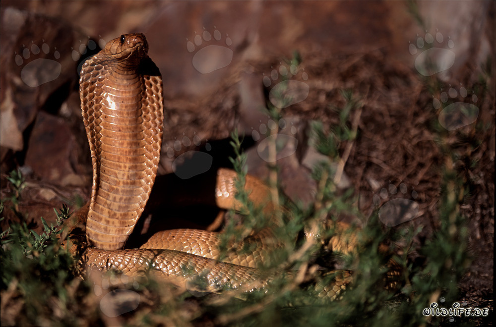 Fascinating Cape Cobra basking in the sunlight of Overberg Fynbos