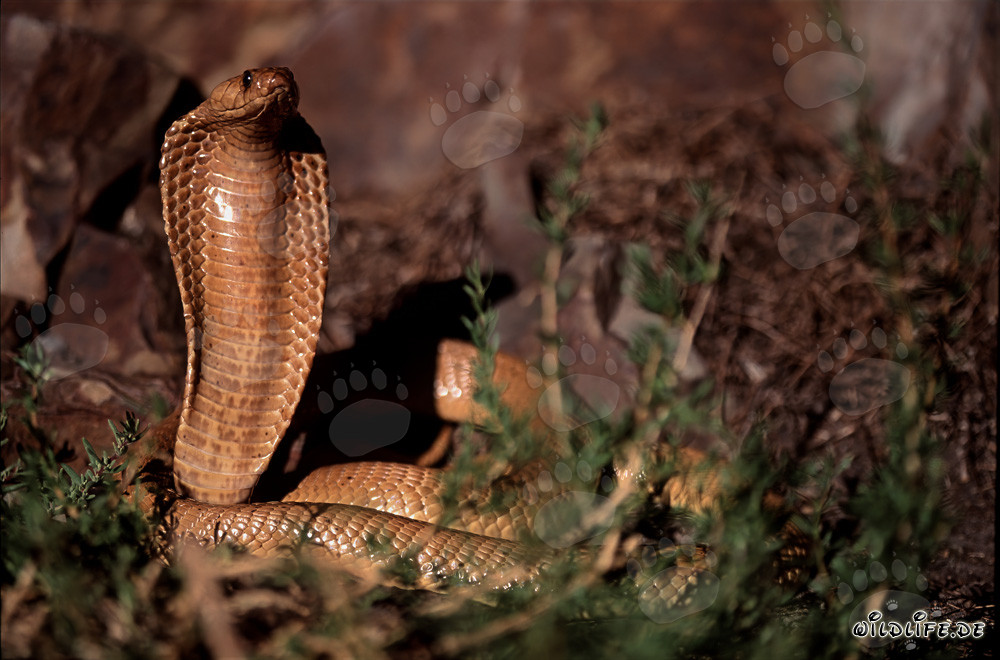Fascinante Cobra del Cabo bajo la luz del sol de la región de Overberg Fynbos