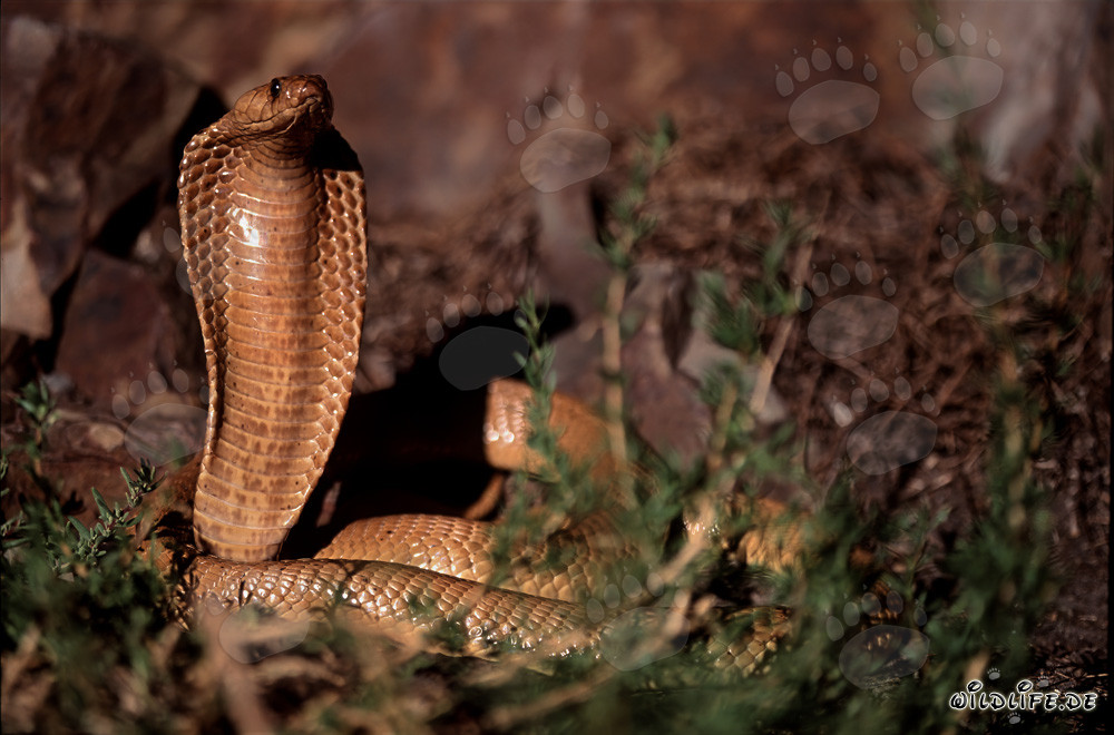 Fascinante Cobra del Capo alla luce del sole dell'Overberg Fynbos
