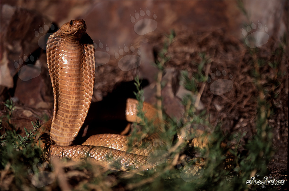 Faszinierende Kapkobra im Sonnenlicht des Overberg Fynbos