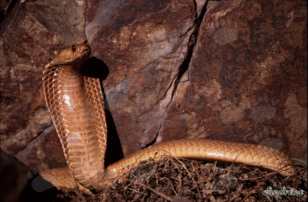 Cape Cobra spread its hood