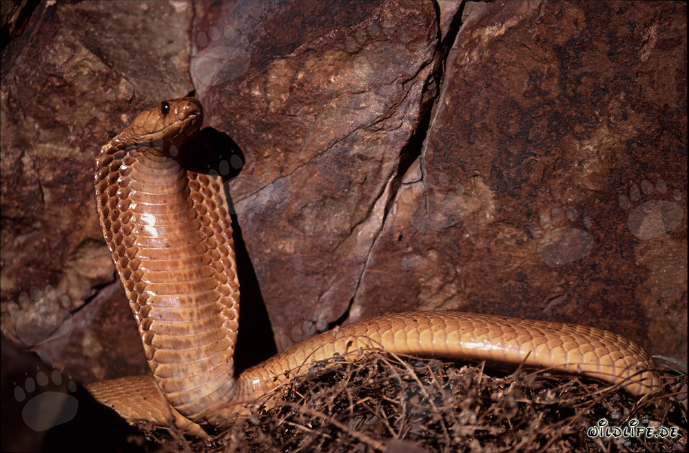 Kapkobra hat sich aufgerichtet