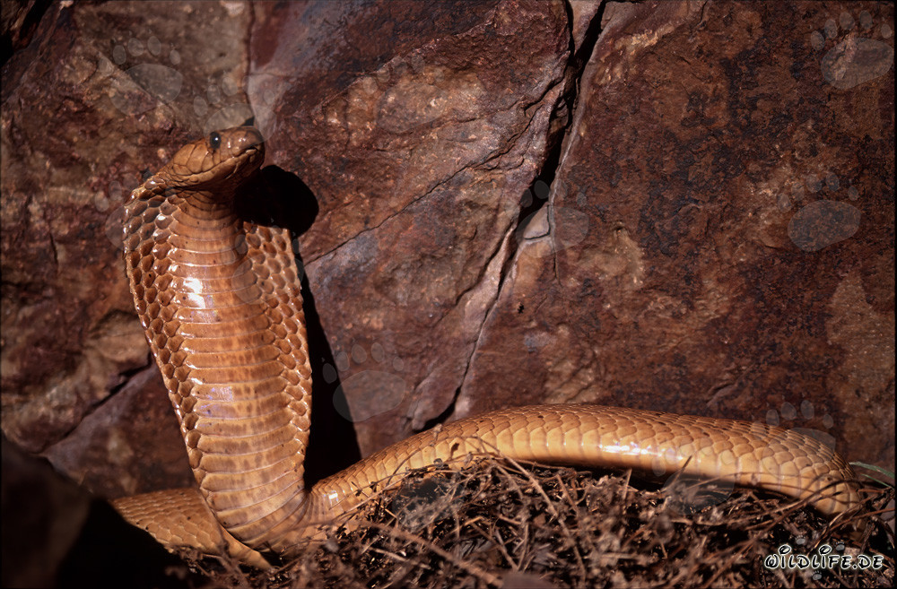 La Kapkobra si è raddrizzata