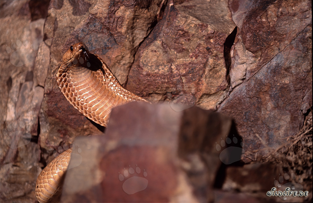 Cobra del Cabo - majestuosa serpiente venenosa sobre una roca