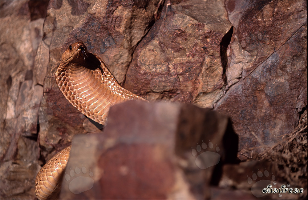 Cobra del Capo - maestoso serpente velenoso su un masso