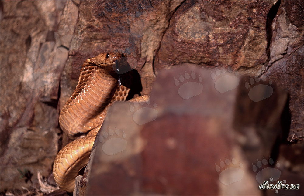 Cape Cobra between rocks