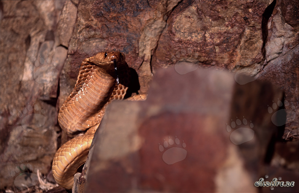 Cobra del Cabo entre las rocas
