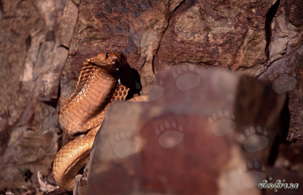Cobra del Capo tra le rocce