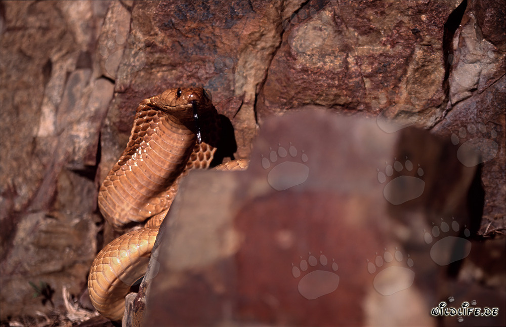 Kapkobra zwischen Felsen
