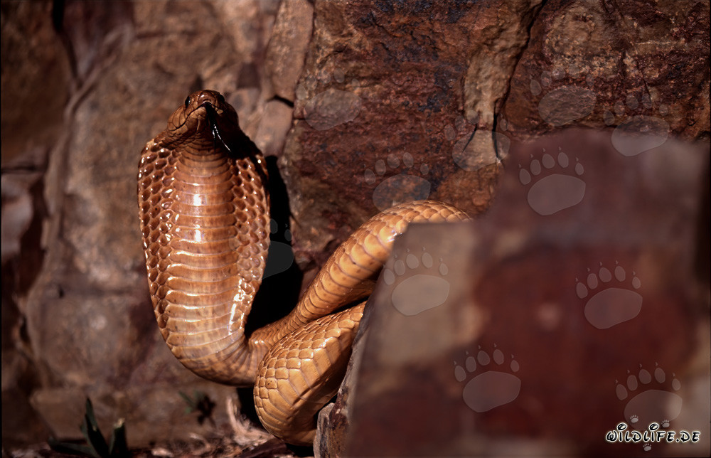 Impressive Cape Cobra spreading its protective hood