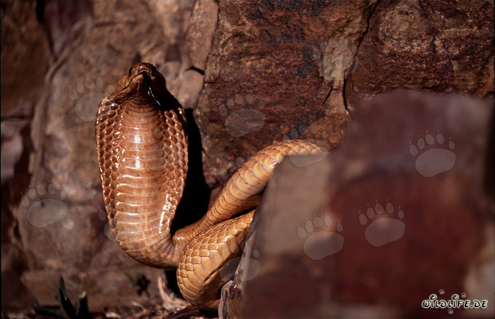 Imponente Cobra del Cabo despliega su escudo protector