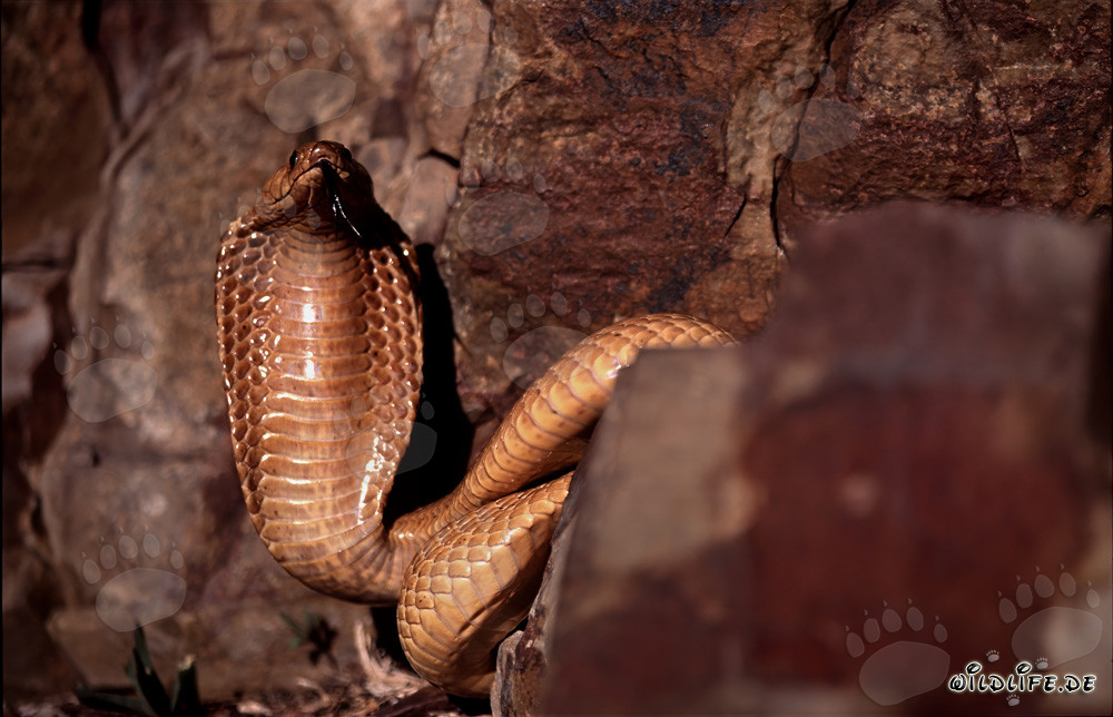 Impressionnante Cobra du Cap déploie son bouclier de protection