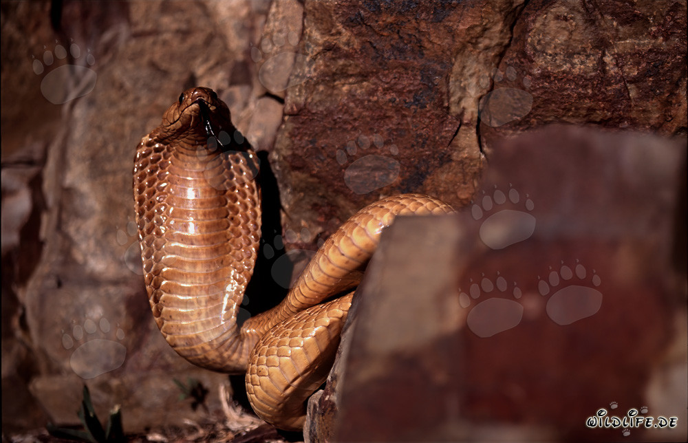 Imponente Cobra del Capo stende il suo scudo protettivo