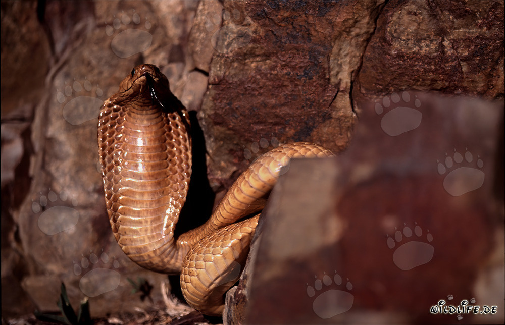 Imposante Kapkobra breitet ihren Schutzschild aus