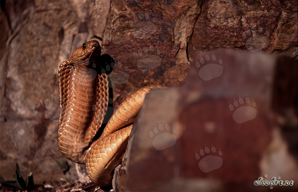 Cobra del Cabo Dorada descubierta en la zona rocosa de Western Cape