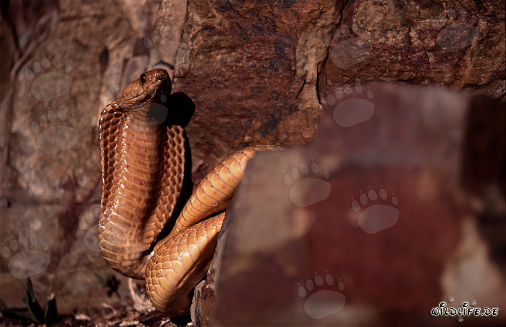 Cobra del Capo dorata scoperta nella zona rocciosa del Western Cape
