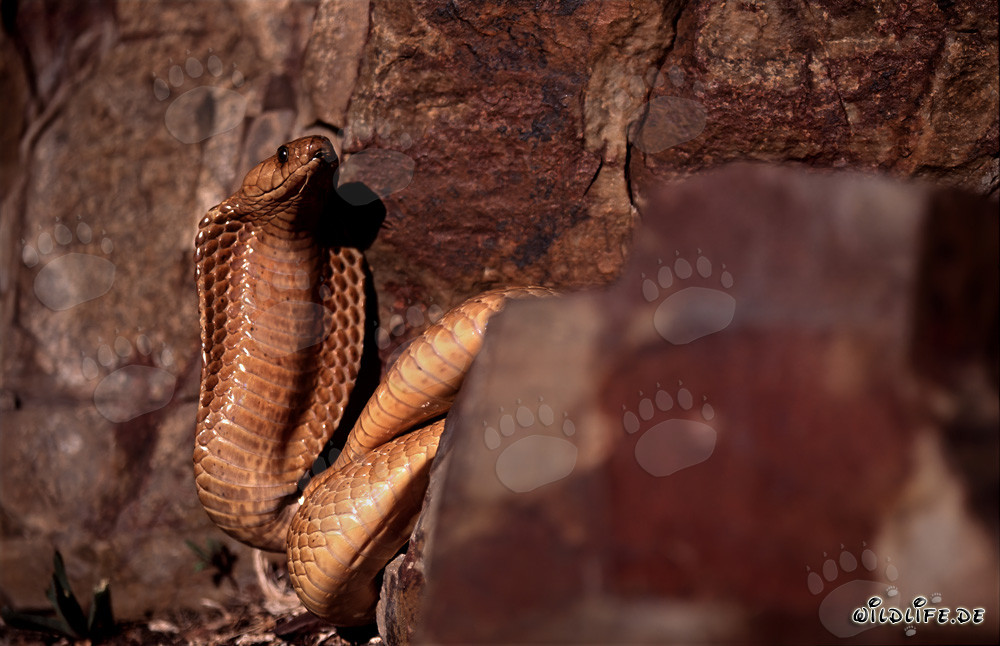 Cobra du Cap dorée découverte dans la région rocheuse du Cap-Occidental