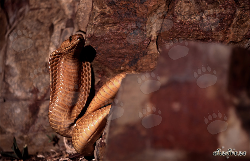 Golden Cape Cobra spotted in rock area of the Western Cape