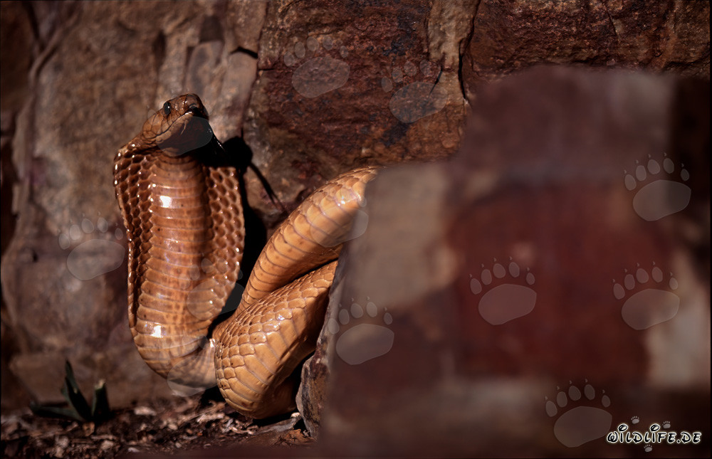 Cobra del Cabo Dorada al pie de un impresionante acantilado