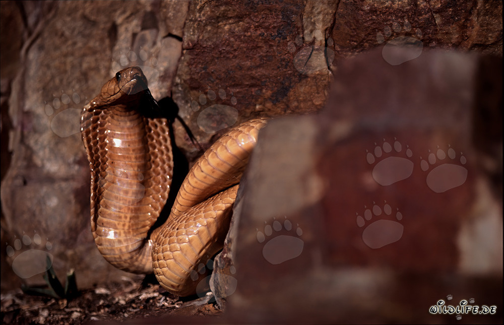 Cobra du Cap dorée au pied d'une falaise imposante