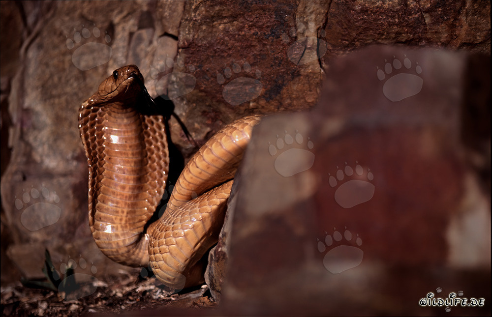 Cobra del Capo dorata ai piedi di un'imponente parete rocciosa