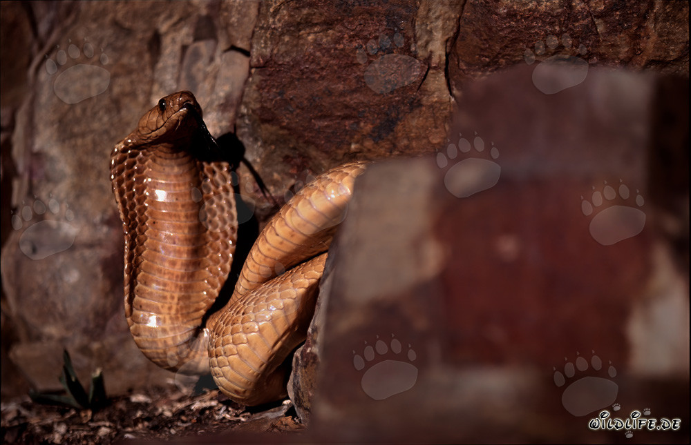 Golden Cape Cobra at the base of an impressive rock wall