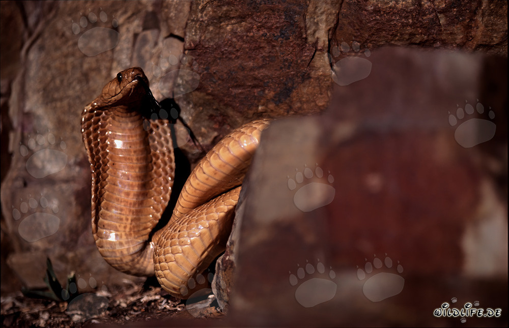 Goldene Kapkobra am Fuße einer imposanten Felswand