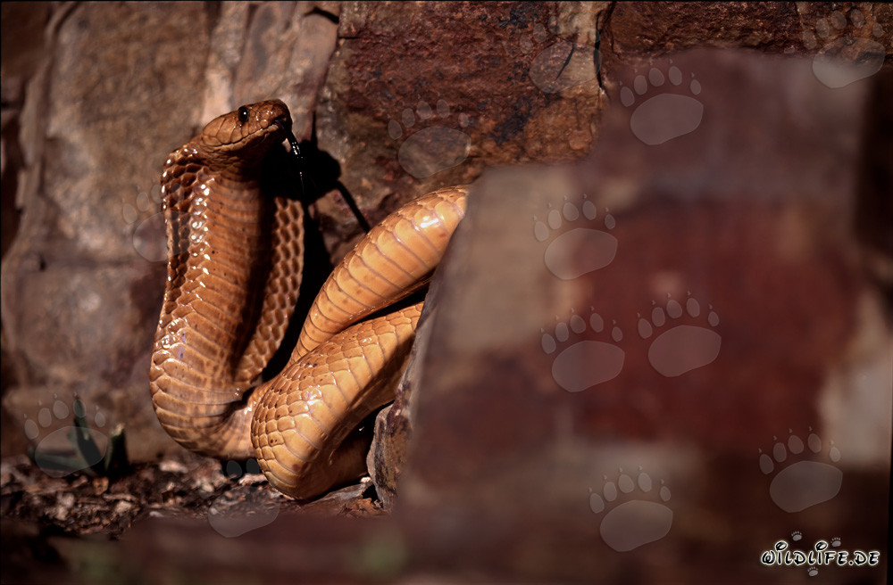 Cape Cobra (Naja nivea)