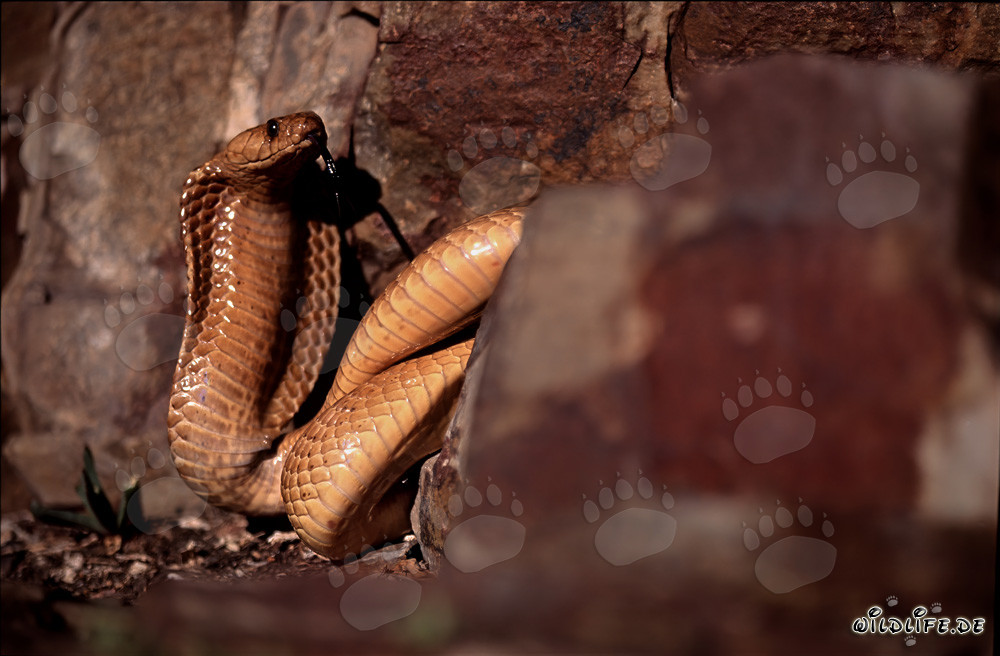 Cobra del Cabo entre rocas coloridas