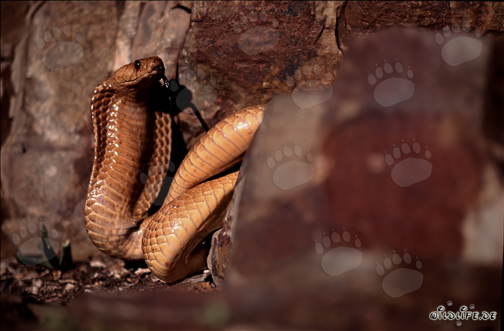 Zuengelnde Kapkobra zwischen bunten Felsen