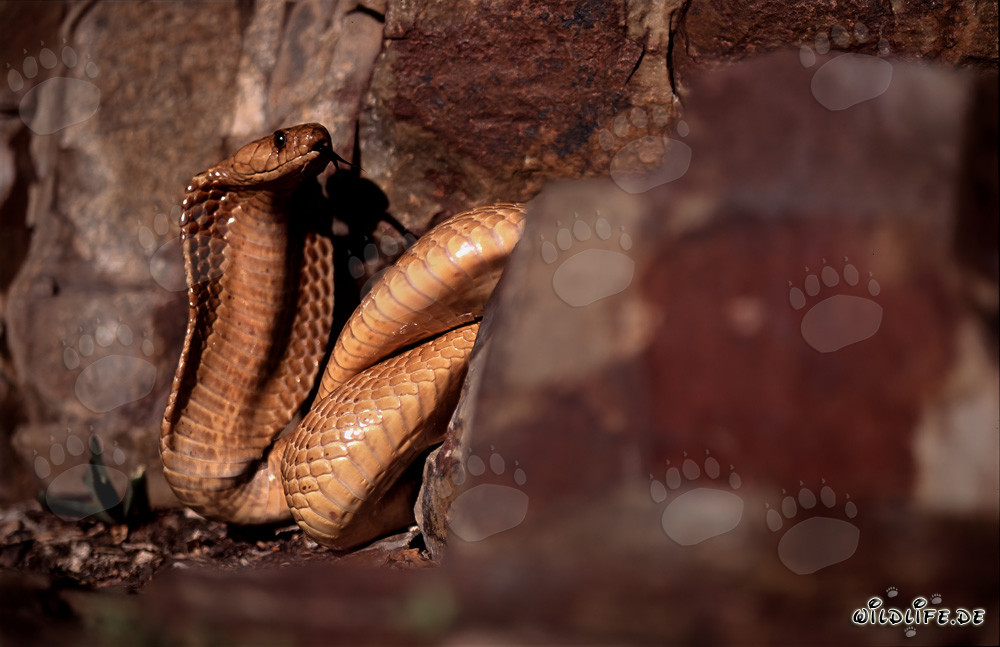 Cape Cobra in the rocky landscape of the Western Cape