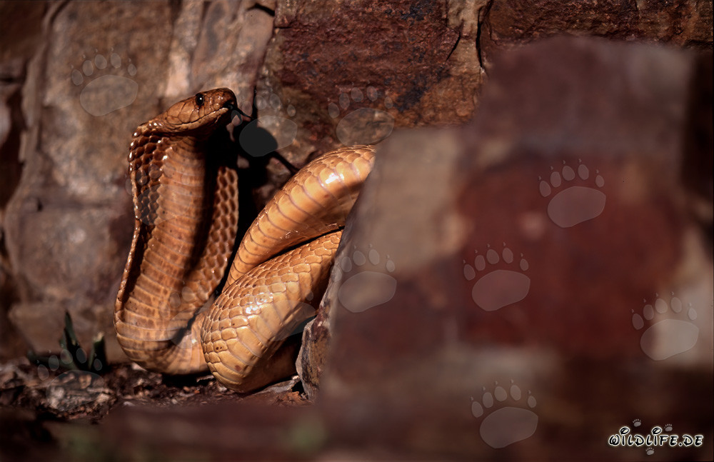 Cobra del Capo nel paesaggio roccioso del Capo Occidentale