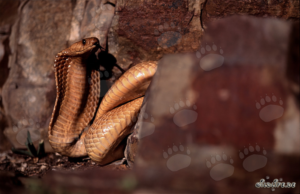 Cobras du Cap dans le paysage rocheux du Cap occidental