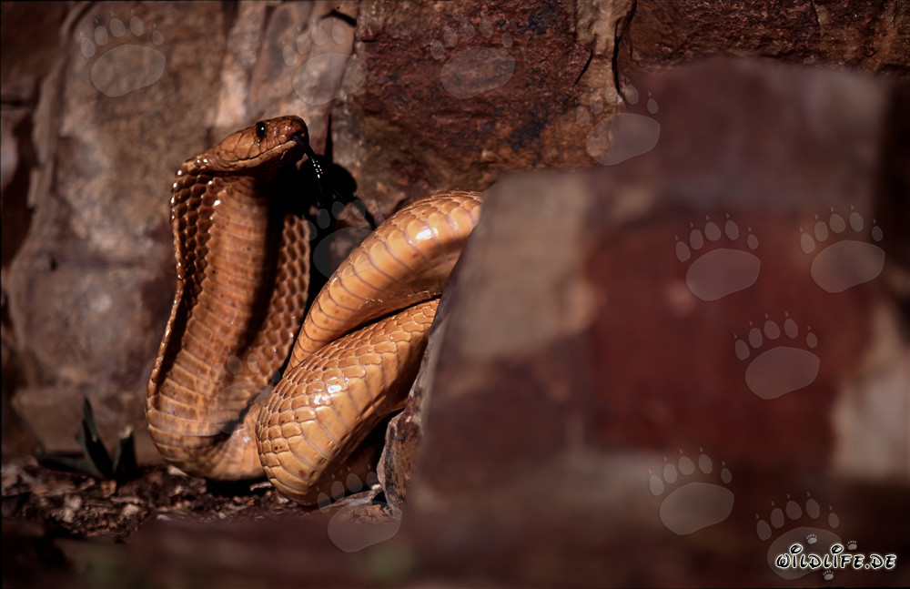 Fascinating Cape Cobra between colorful rocks