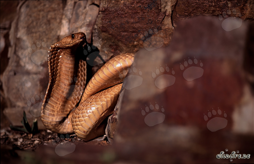 Cobra del Cabo fascinante entre coloridas rocas