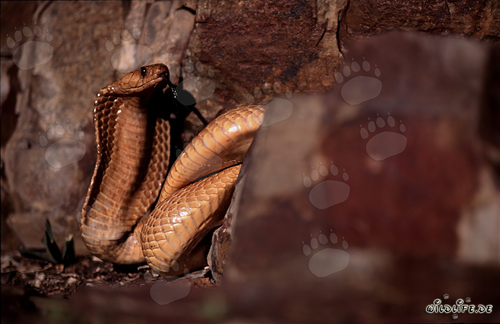 Cobra del Capo affascinante tra rocce colorate