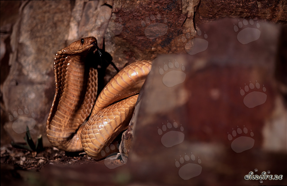 Faszinierende Kapkobra zwischen farbenfrohen Felsen