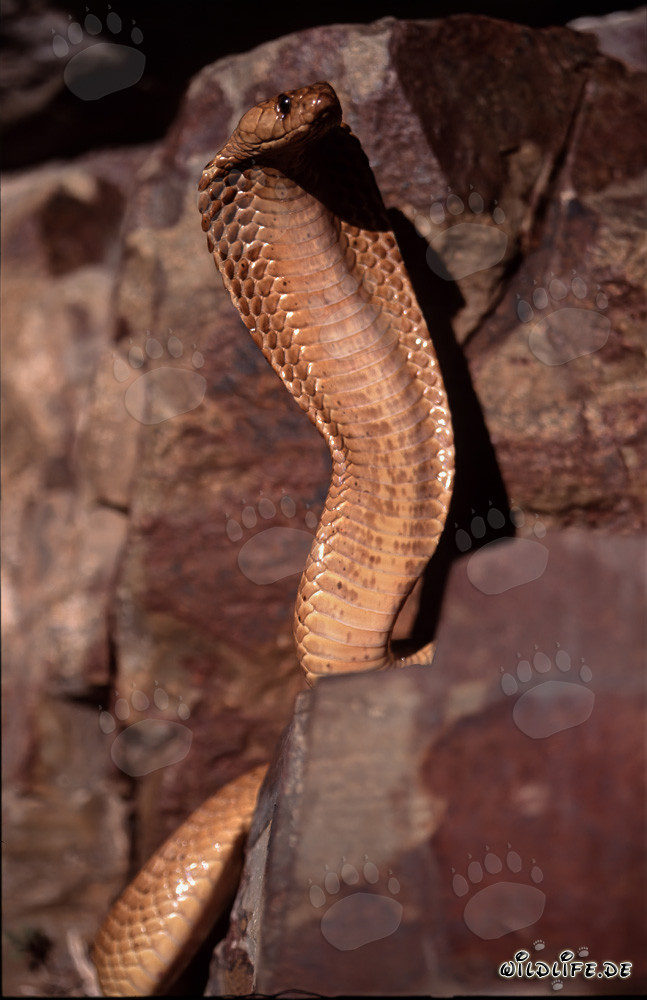 Impressive Threat Display: Cape Cobra Spreads its Hood