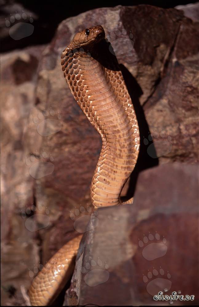 Imponente comportamento minaccioso: Cobra del Capo eretta con appoggio sulla roccia