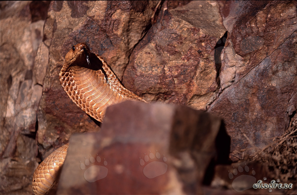 Beautiful Cape Cobra in the Gansbaai Mountains