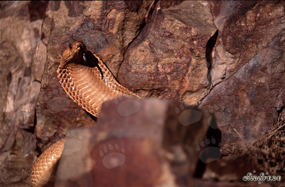 Hermosa cobra del Cabo en las montañas de Gansbaai