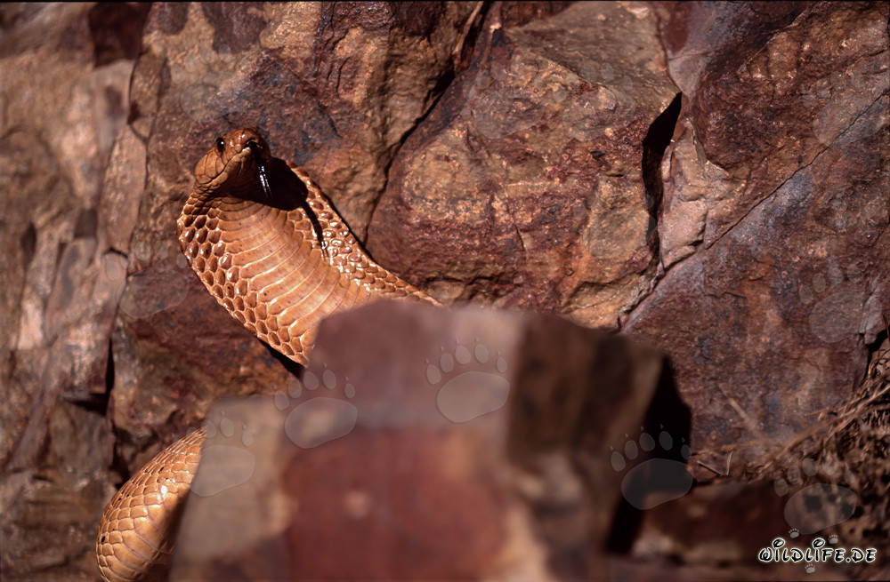 Schöne Kapkobra in den Gansbaai Mountains