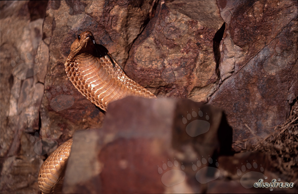 Cape Cobra - Dangerous Beauty of the Overberg Fynbos