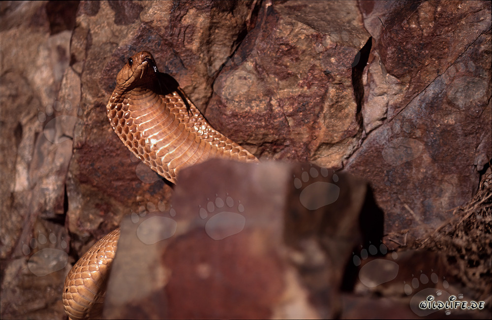 Kapkobra - La belleza peligrosa del Fynbos de Overberg
