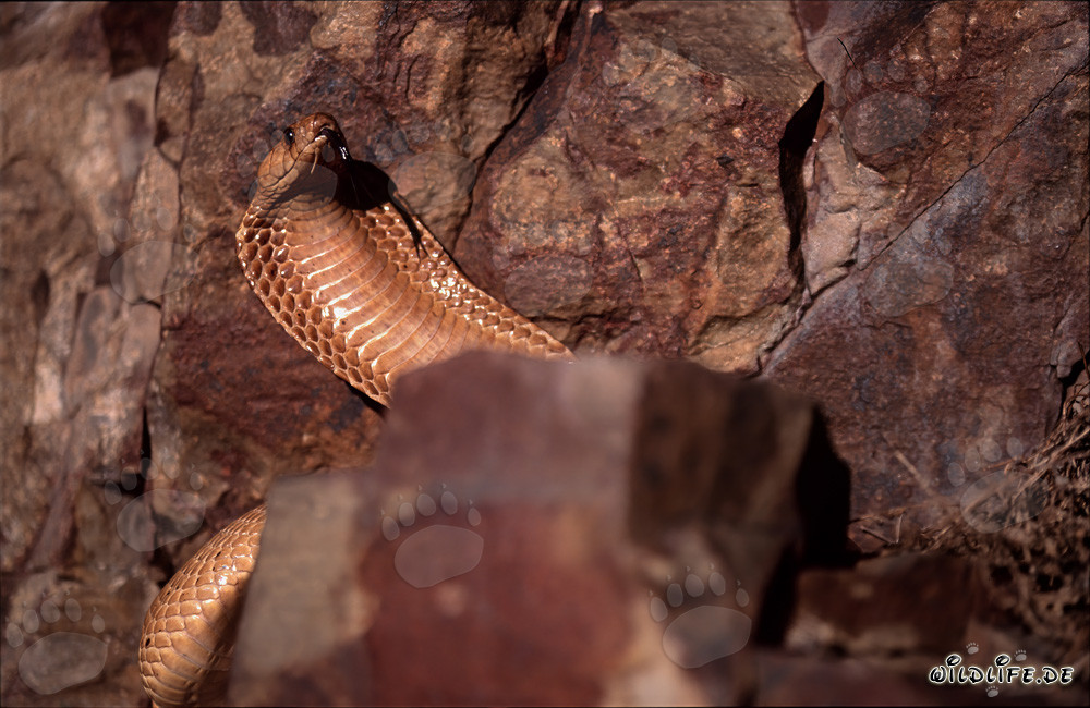 Kapkobra - La bellezza pericolosa del Fynbos di Overberg