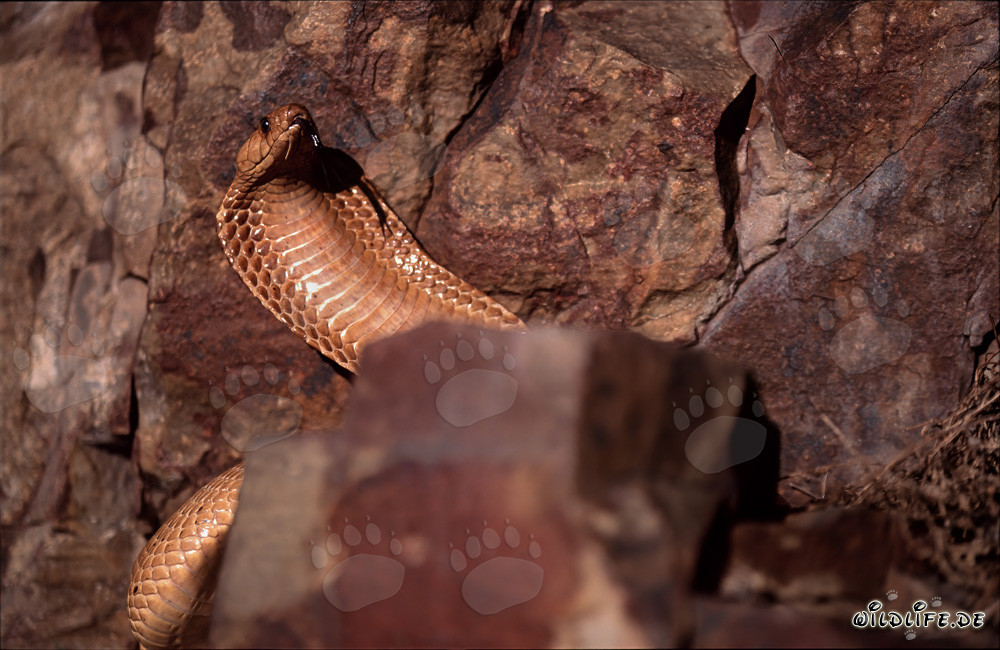 Kapkobra - Gefährliche Schönheit des Overberg Fynbos