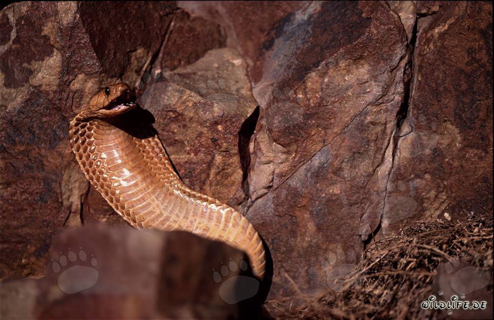 The captivating Cape Cobra - a dangerous beauty from South Africa