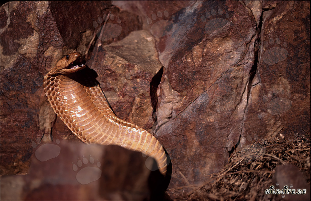 La fascinante cobra de El Cabo - una belleza peligrosa de Sudáfrica