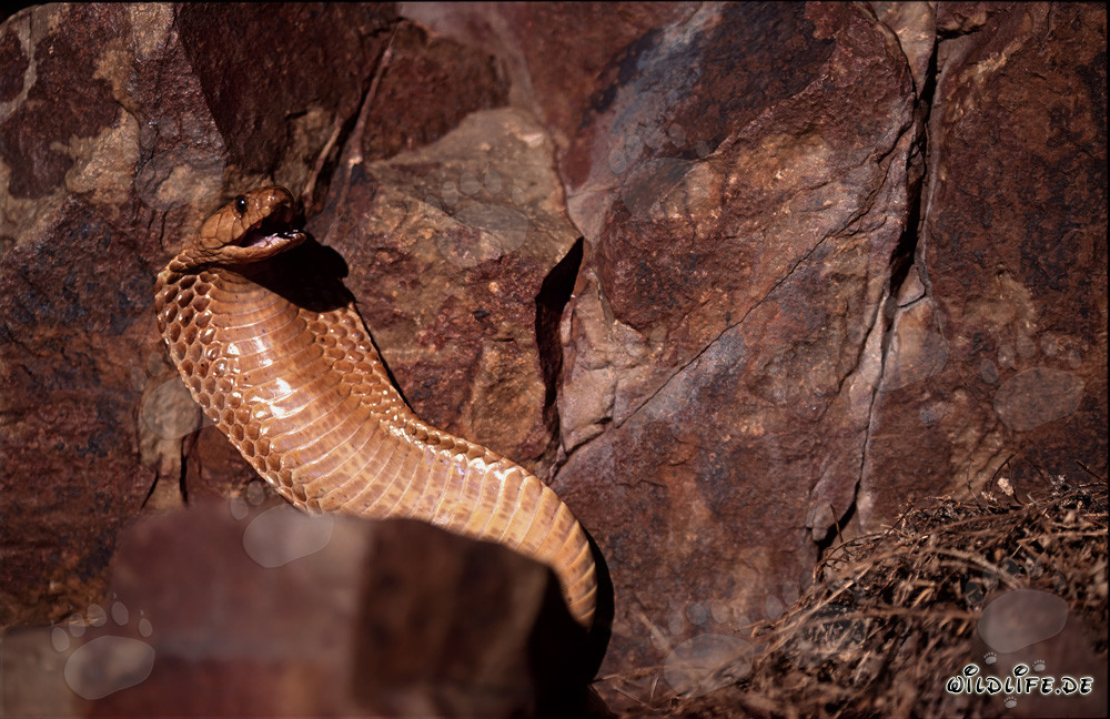 Il affascinante cobra del Capo - una bellezza pericolosa del Sudafrica